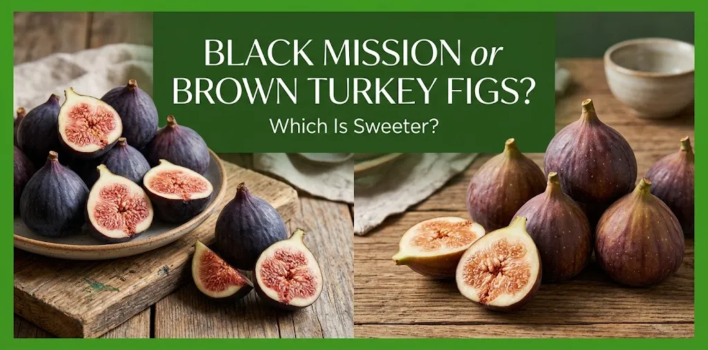 Black Mission or Brown Turkey Figs Which Is Sweeter
